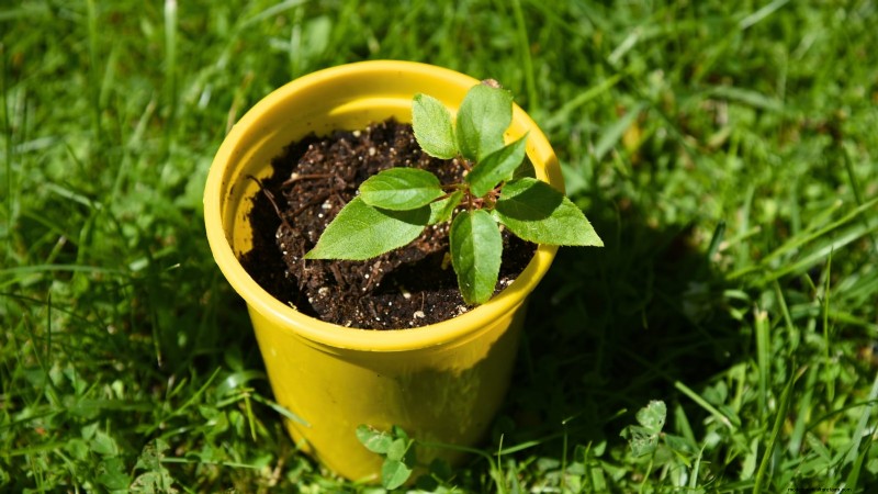 Grow Prolific Hardy Kiwi Vines: Planting, Care & Harvesting