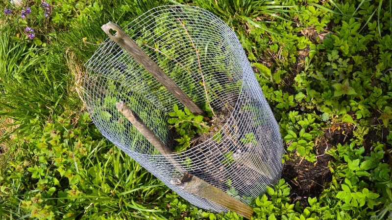 Grow Prolific Hardy Kiwi Vines: Planting, Care & Harvesting