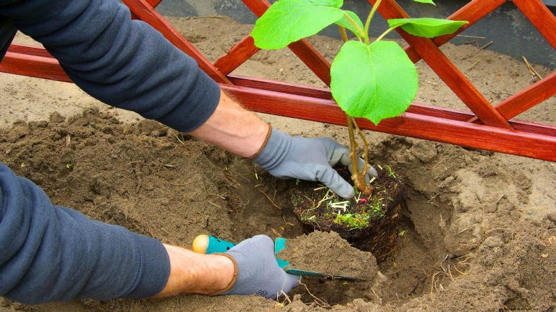 Grow Prolific Hardy Kiwi Vines: Planting, Care & Harvesting