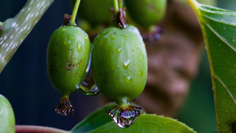 Grow Prolific Hardy Kiwi Vines: Planting, Care & Harvesting