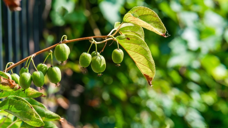 Grow Prolific Hardy Kiwi Vines: Planting, Care & Harvesting