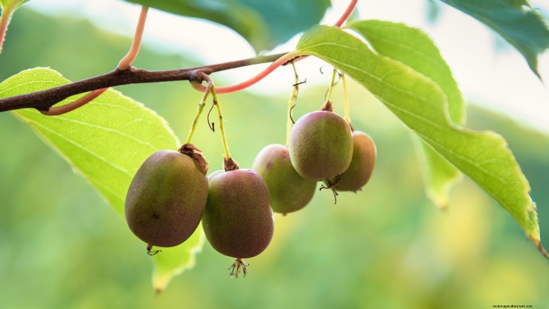 Grow Prolific Hardy Kiwi Vines: Planting, Care & Harvesting