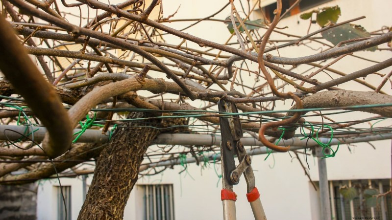 Grow Prolific Hardy Kiwi Vines: Planting, Care & Harvesting