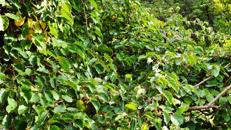 Grow Prolific Hardy Kiwi Vines: Planting, Care & Harvesting