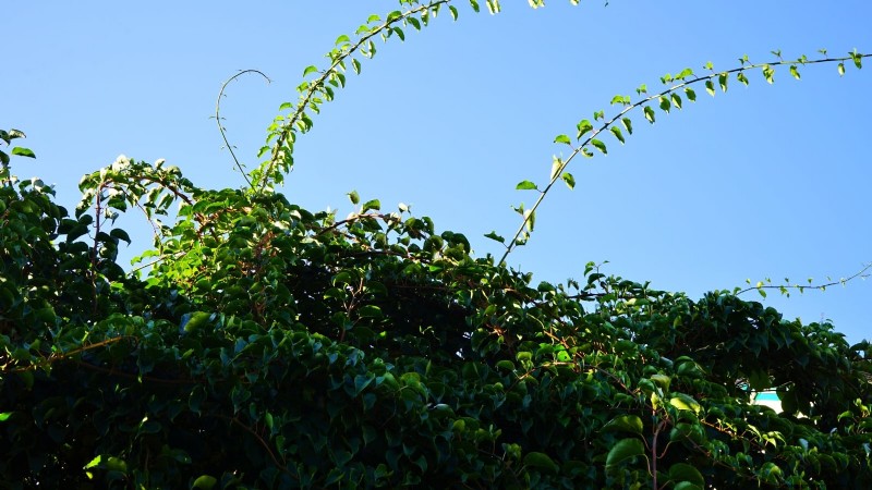 Grow Prolific Hardy Kiwi Vines: Planting, Care & Harvesting