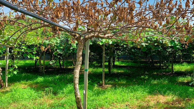 Grow Prolific Hardy Kiwi Vines: Planting, Care & Harvesting