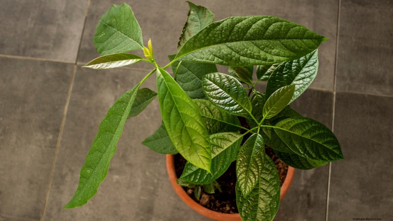 Top 5 Avocado Varieties for Home Gardens: A Complete Guide