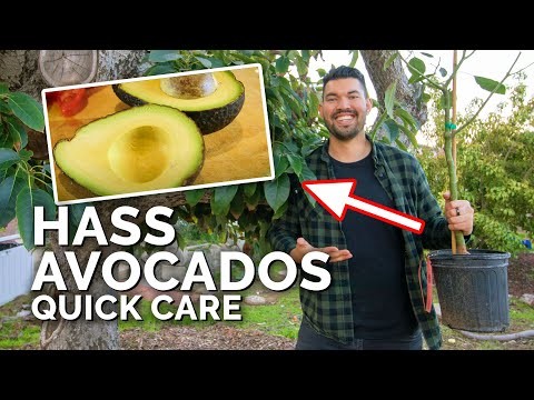Top 5 Avocado Varieties for Home Gardens: A Complete Guide