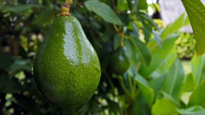 Top 5 Avocado Varieties for Home Gardens: A Complete Guide