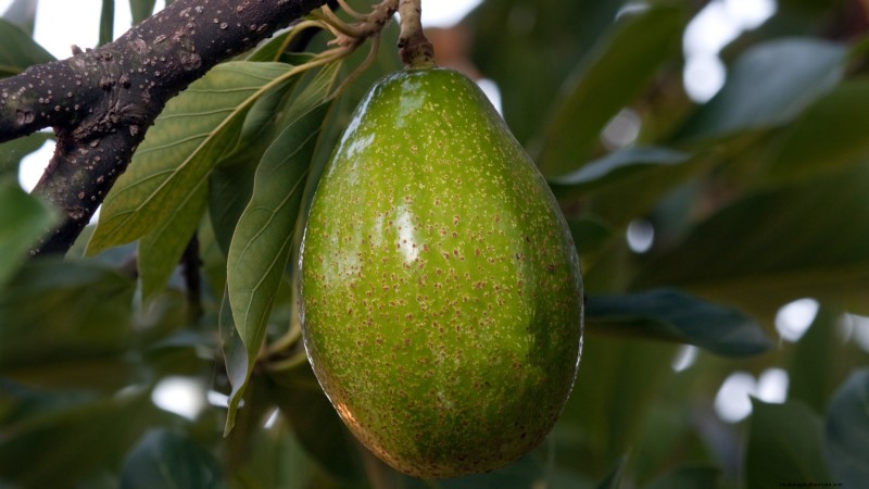 Top 5 Avocado Varieties for Home Gardens: A Complete Guide