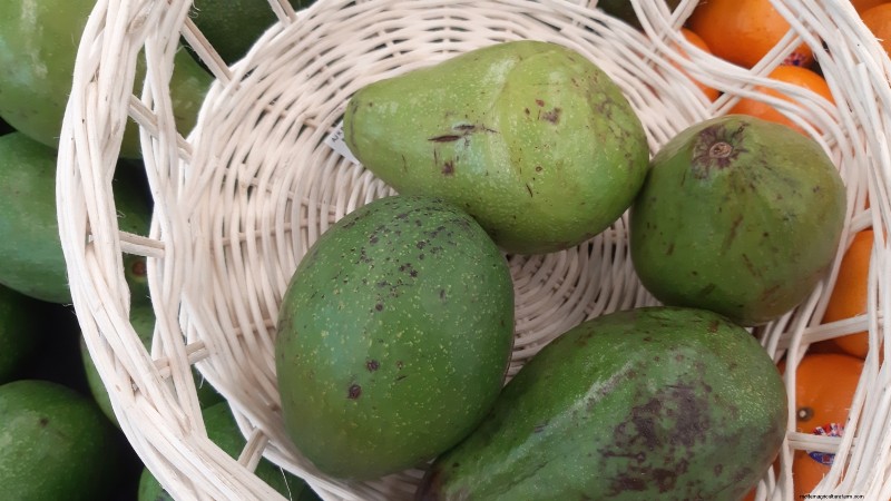 Top 5 Avocado Varieties for Home Gardens: A Complete Guide