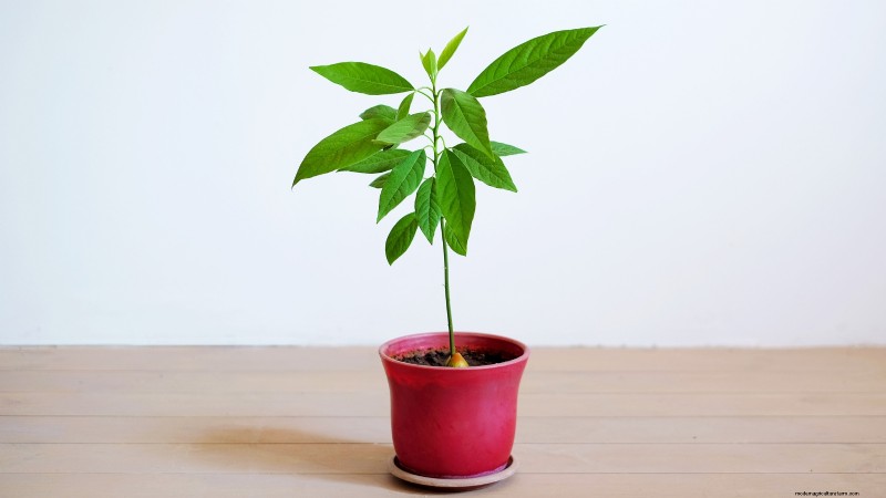 Top 5 Avocado Varieties for Home Gardens: A Complete Guide