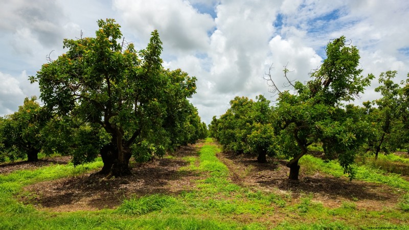 Top 5 Avocado Varieties for Home Gardens: A Complete Guide