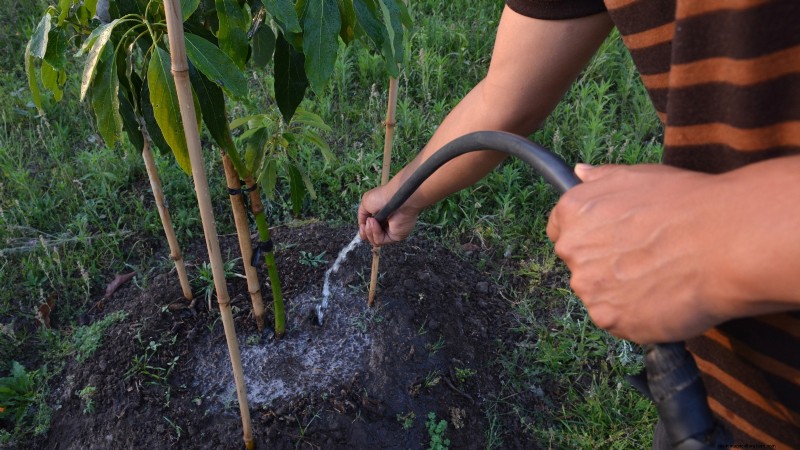 Top 5 Avocado Varieties for Home Gardens: A Complete Guide