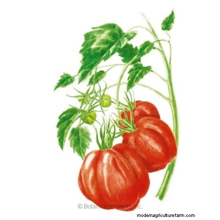 Unlock Exceptional Tomato Flavor: 13 Expert Growing Tips