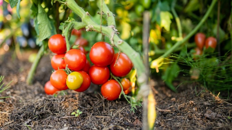 Unlock Exceptional Tomato Flavor: 13 Expert Growing Tips
