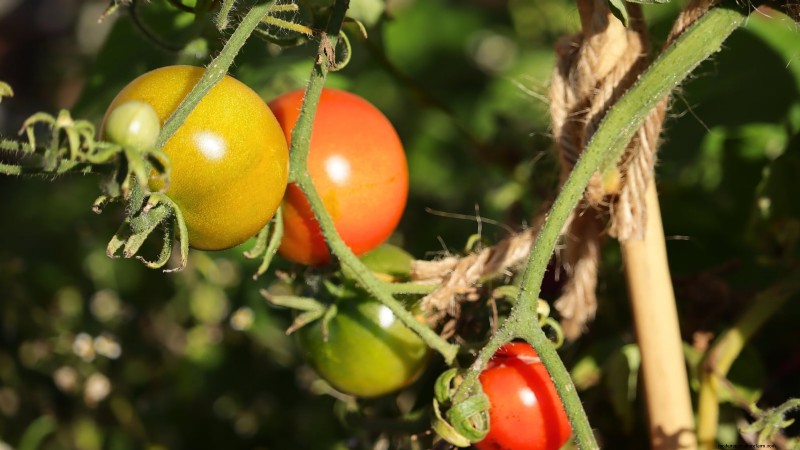 Unlock Exceptional Tomato Flavor: 13 Expert Growing Tips