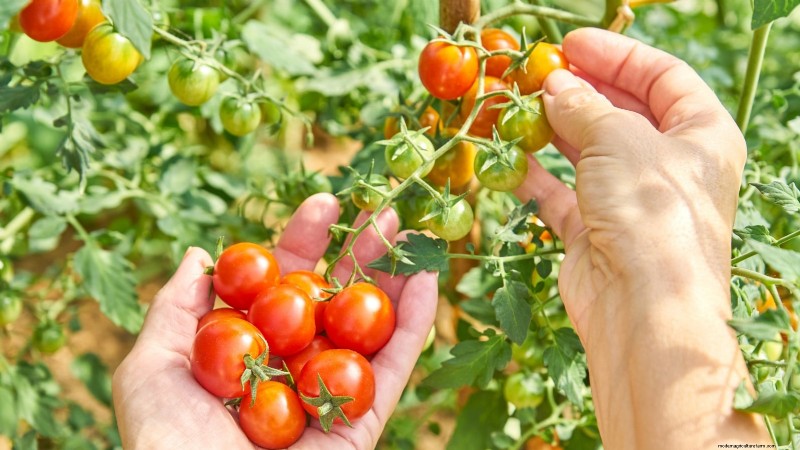 Unlock Exceptional Tomato Flavor: 13 Expert Growing Tips
