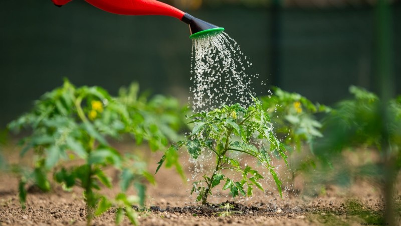 Unlock Exceptional Tomato Flavor: 13 Expert Growing Tips
