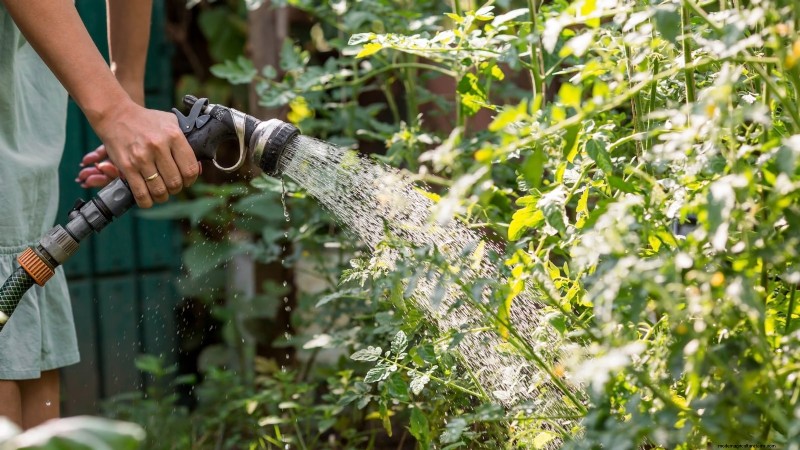Unlock Exceptional Tomato Flavor: 13 Expert Growing Tips