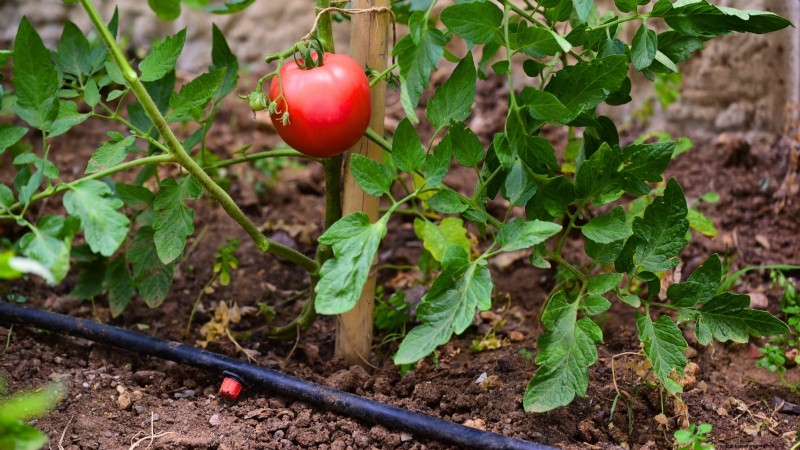 Unlock Exceptional Tomato Flavor: 13 Expert Growing Tips