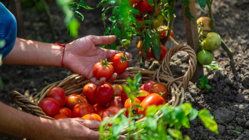 Unlock Exceptional Tomato Flavor: 13 Expert Growing Tips
