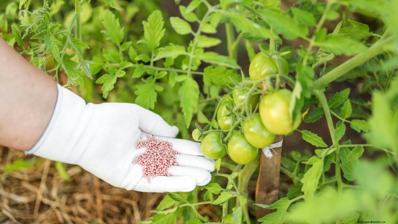Unlock Exceptional Tomato Flavor: 13 Expert Growing Tips