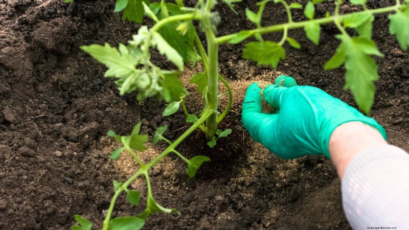 Unlock Exceptional Tomato Flavor: 13 Expert Growing Tips