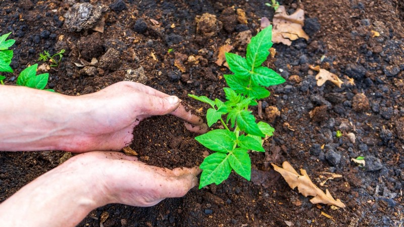 Unlock Exceptional Tomato Flavor: 13 Expert Growing Tips