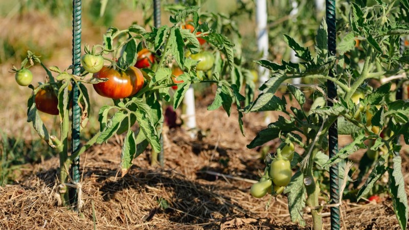 Unlock Exceptional Tomato Flavor: 13 Expert Growing Tips