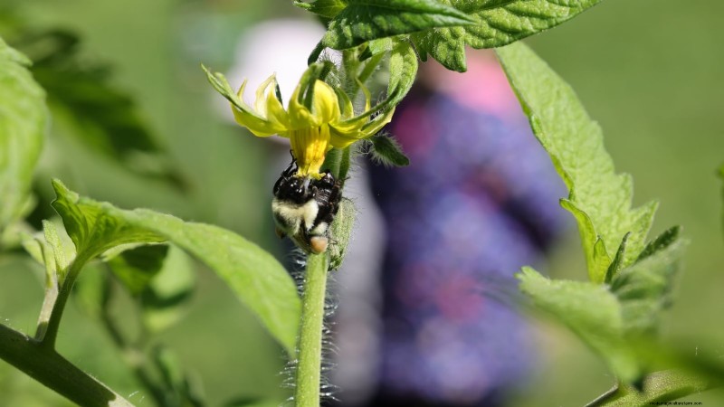 Unlock Exceptional Tomato Flavor: 13 Expert Growing Tips