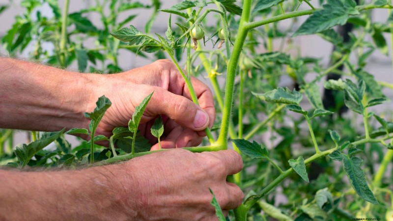 Unlock Exceptional Tomato Flavor: 13 Expert Growing Tips