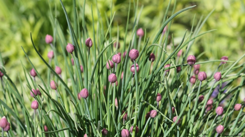 21 Best Perennial Herbs for a Sustainable Edible Garden