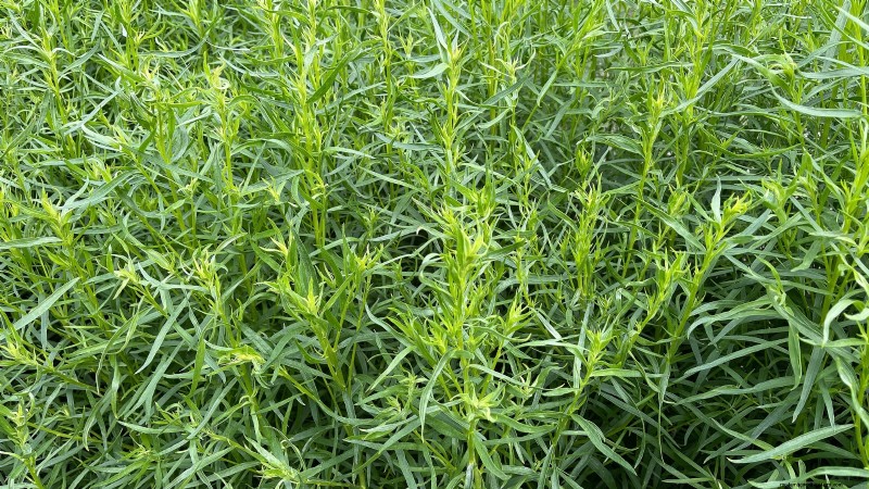 21 Best Perennial Herbs for a Sustainable Edible Garden