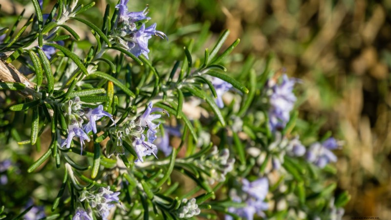 21 Best Perennial Herbs for a Sustainable Edible Garden