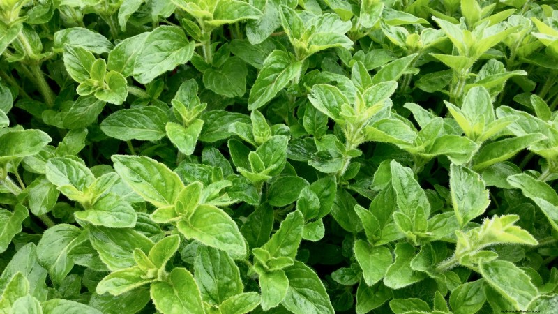 21 Best Perennial Herbs for a Sustainable Edible Garden