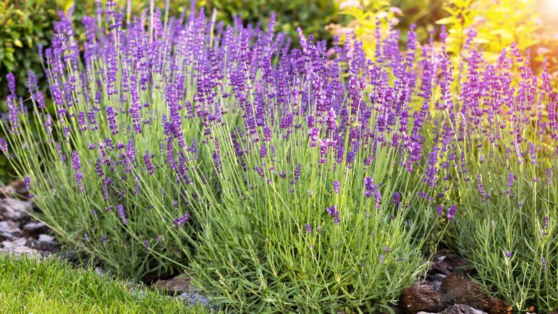 21 Best Perennial Herbs for a Sustainable Edible Garden