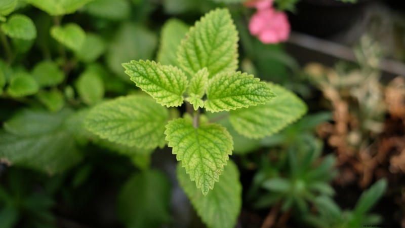 21 Best Perennial Herbs for a Sustainable Edible Garden