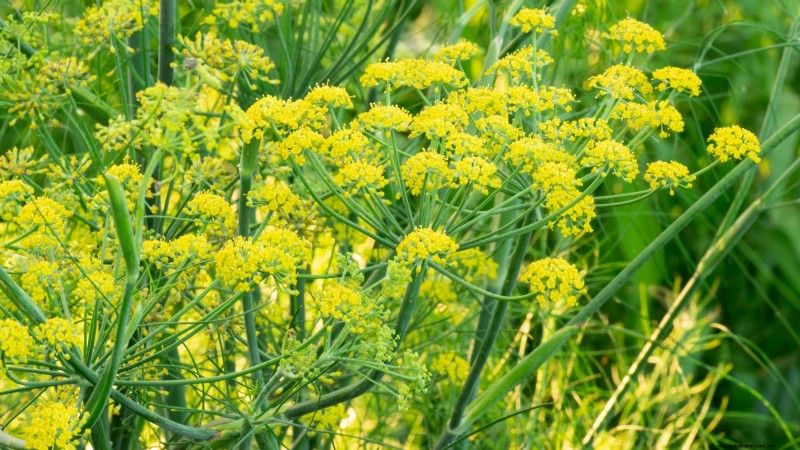 21 Best Perennial Herbs for a Sustainable Edible Garden