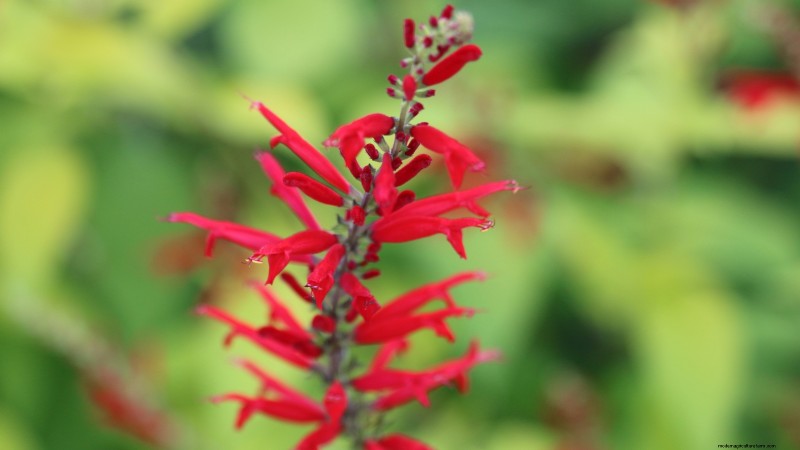 21 Best Perennial Herbs for a Sustainable Edible Garden