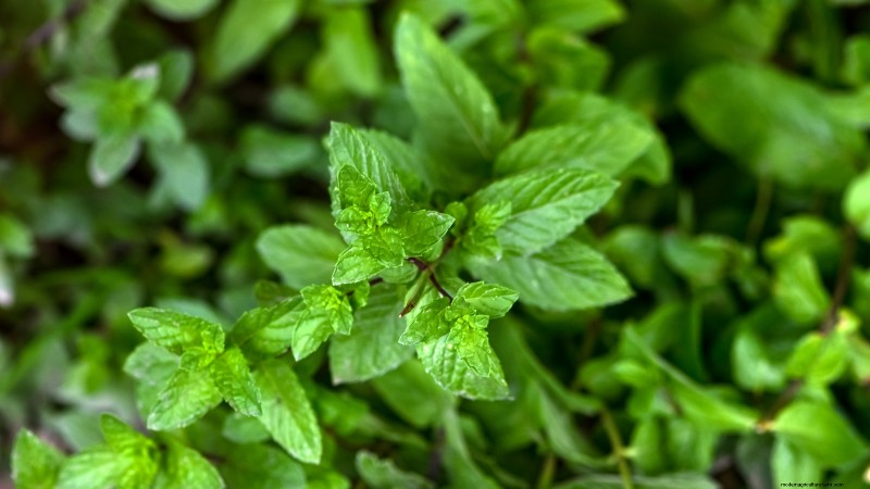 21 Best Perennial Herbs for a Sustainable Edible Garden