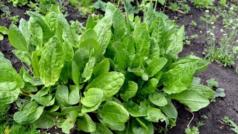 21 Best Perennial Herbs for a Sustainable Edible Garden