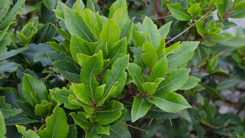 21 Best Perennial Herbs for a Sustainable Edible Garden