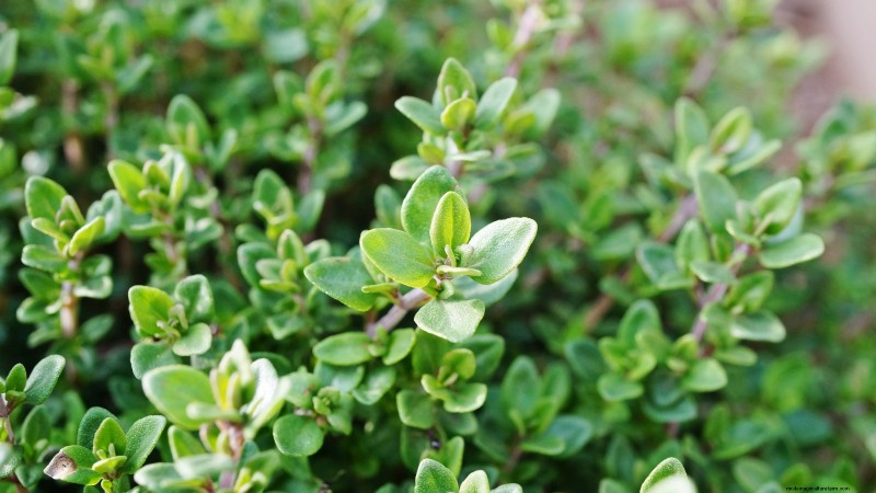 21 Best Perennial Herbs for a Sustainable Edible Garden