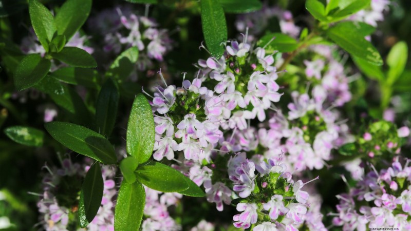 21 Best Perennial Herbs for a Sustainable Edible Garden