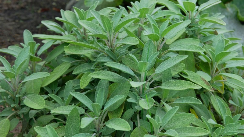 21 Best Perennial Herbs for a Sustainable Edible Garden