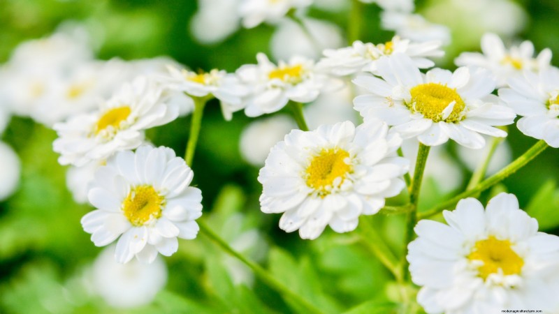 21 Best Perennial Herbs for a Sustainable Edible Garden