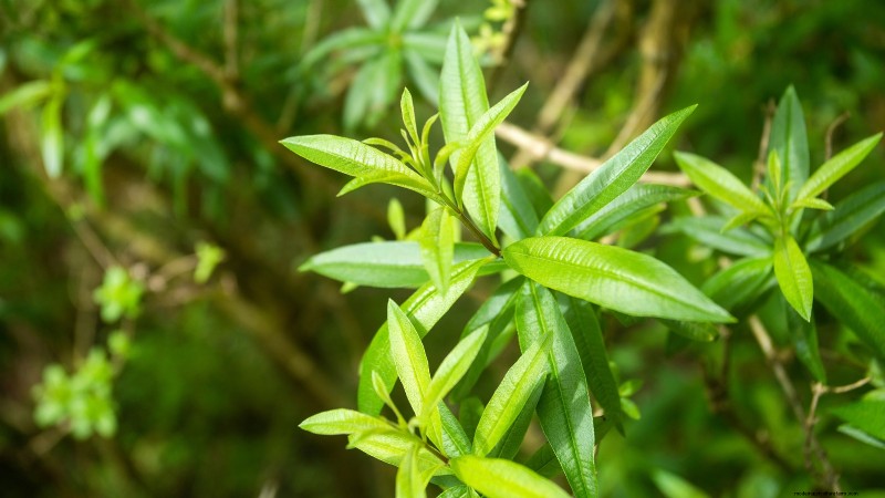 21 Best Perennial Herbs for a Sustainable Edible Garden