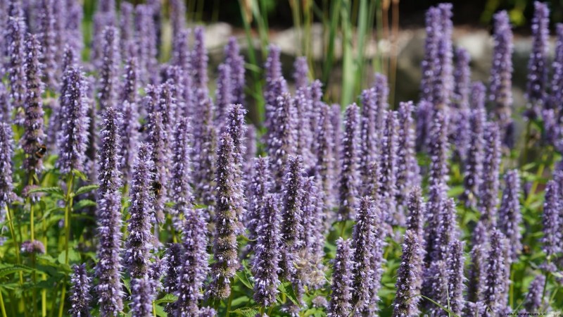 21 Best Perennial Herbs for a Sustainable Edible Garden