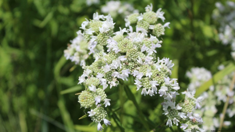 21 Best Perennial Herbs for a Sustainable Edible Garden